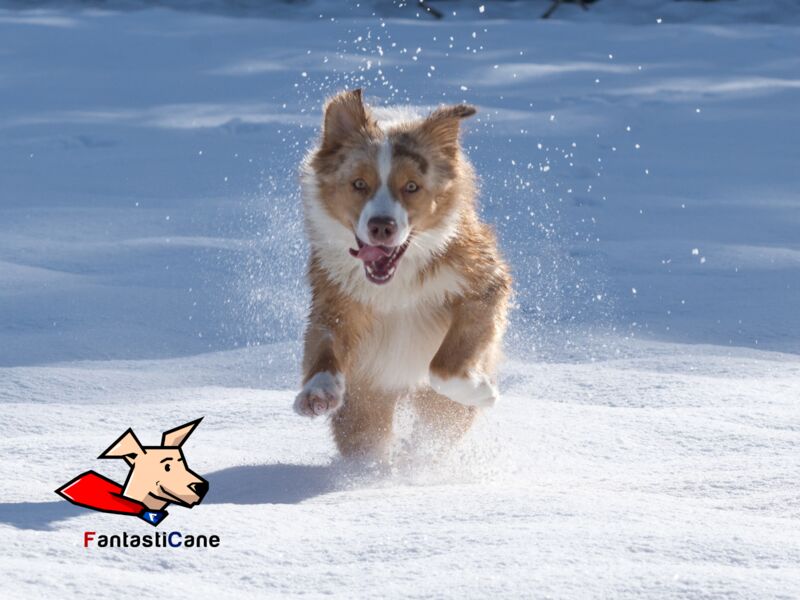 Il cane sulla neve? Ecco a cosa devi fare attenzione