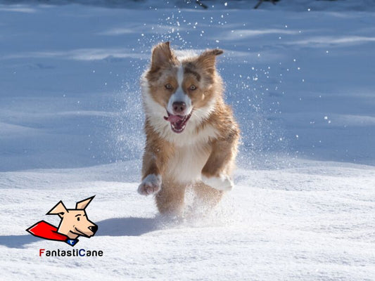 Il cane sulla neve? Ecco a cosa devi fare attenzione