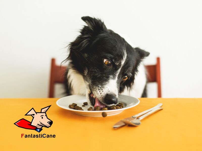 Alimentazione del cane: quale seguire?