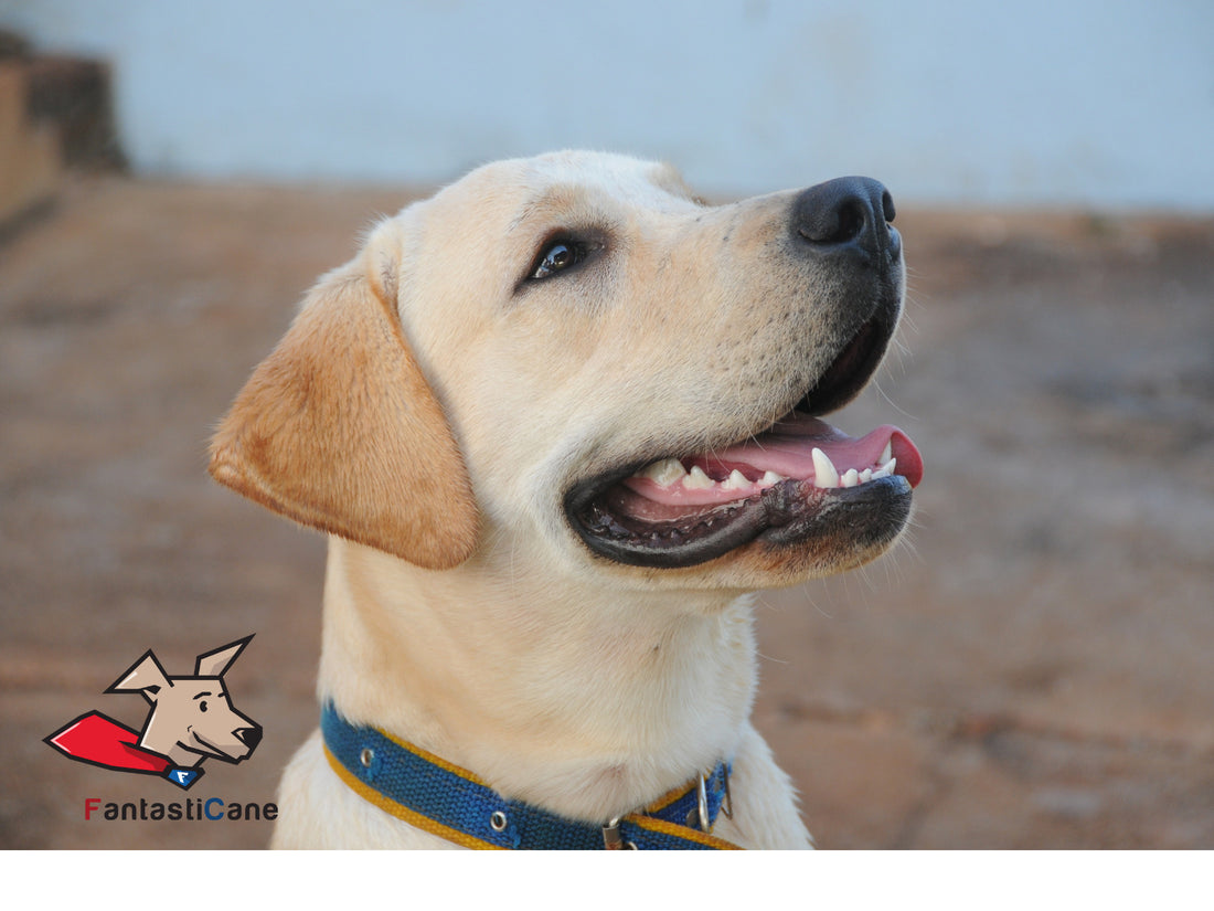 Il Labrador: il primo della classe