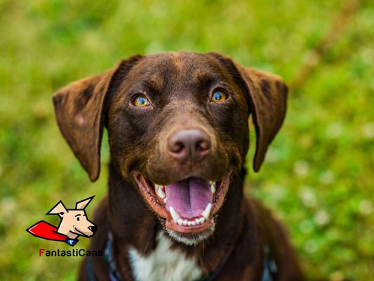Parla la sua lingua. Cosa devi sapere sul traduttore simultaneo canino firmato Fantasticanis