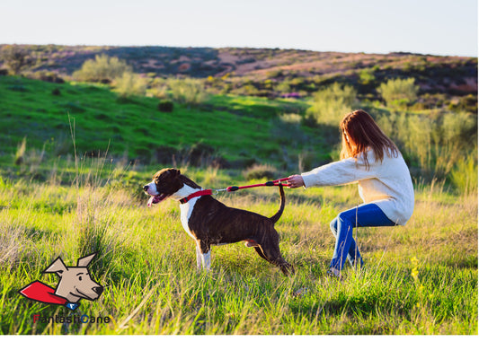 Come insegnare al cane a non tirare al guinzaglio