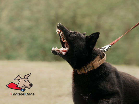 Cane che impazzisce alla vista di altri cani