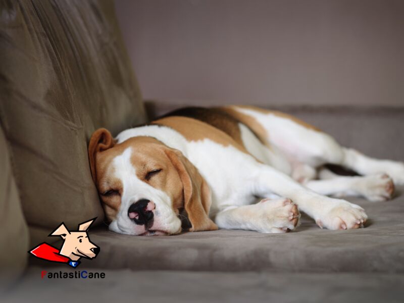 I cani sognano e i sogni hanno significati? Cosa fare per farli dormire bene?