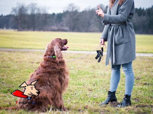 Addestrare un cane è indispensabile? Sfatiamo i miti