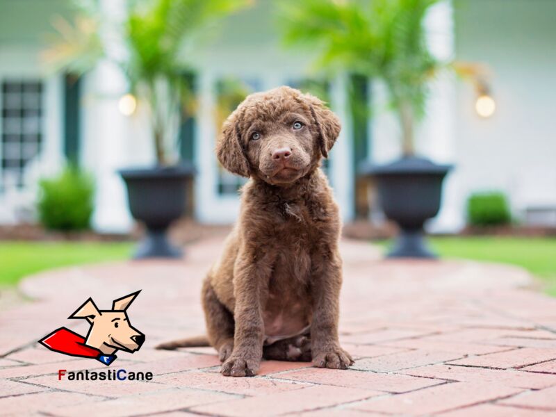 Cucciolo in arrivo? Ecco come crescerlo