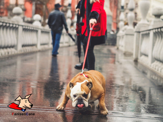 Come non far tirare il cane? – Ecco cosa devi sapere sul programma “Segreti della condotta al guinzaglio”