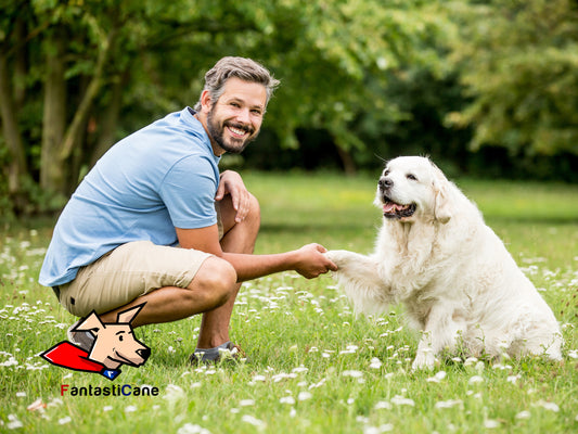 Videocorsi per educare i cani: sono utili? – 4 cose da sapere prima di acquistarne uno