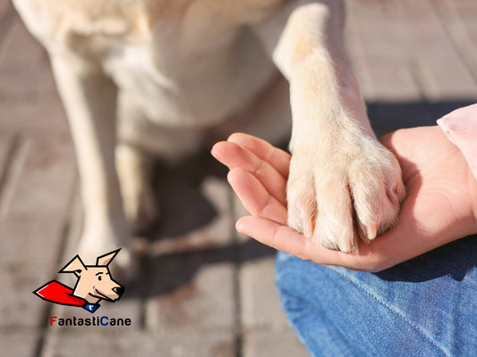 Cani con le zampe palmate: quali sono e cosa fare se ne hai uno