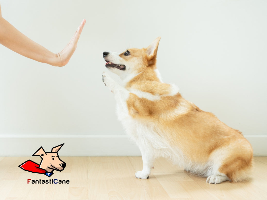 Come educare il tuo cane? Il metodo