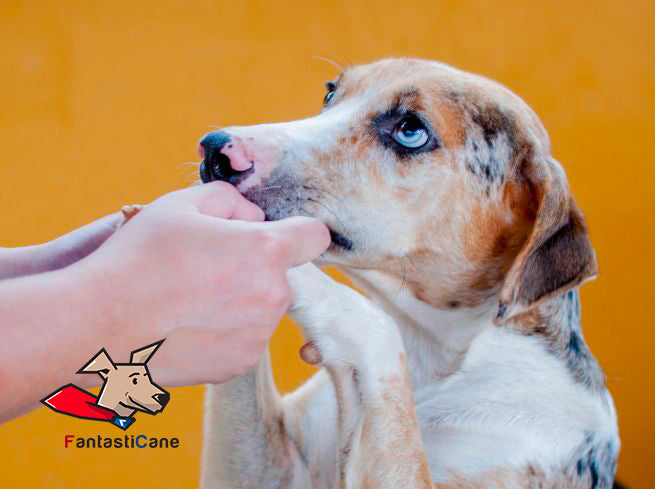 Adottare un cane: 6 consigli utili