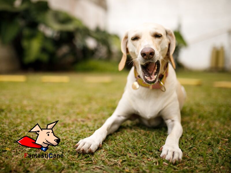 Alitosi del cane