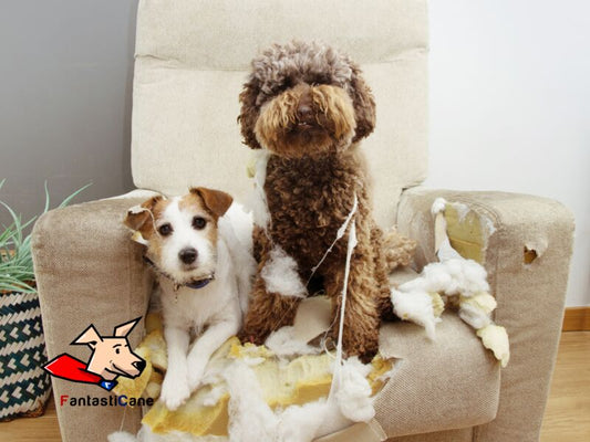 Ansia da separazione cane: i cani soffrono il distacco?