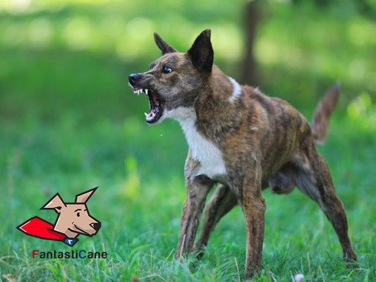 Cane che ringhia: perché lo fa e soluzioni