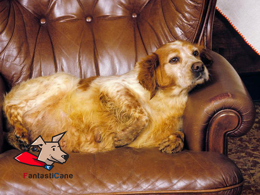 Cane obeso, come far dimagrire il tuo cane?
