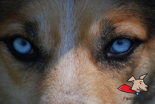 Il tuo cane è il tuo riflesso
