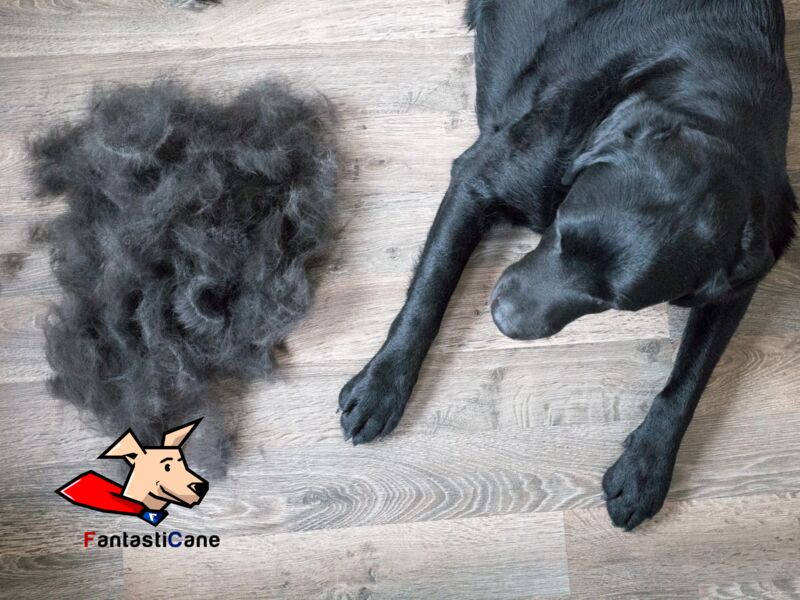Cani che non perdono pelo: 16 razze diverse