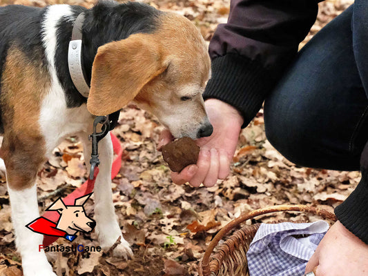 Come addestrare un cane da tartufo