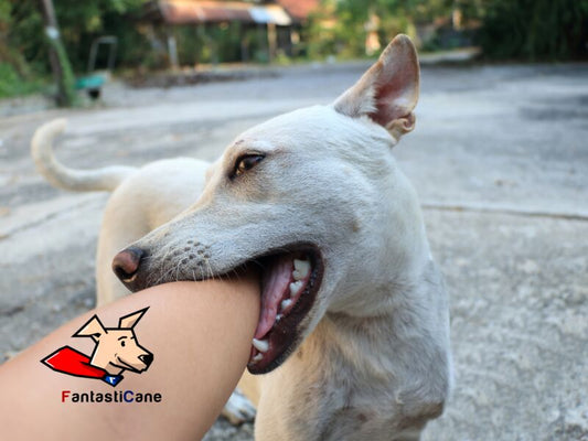 Come insegnare al cane a non mordere
