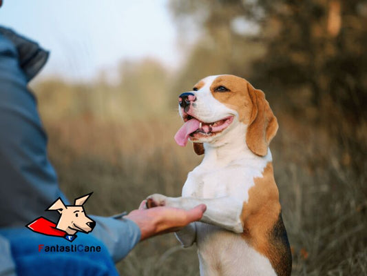 Come insegnare al cane a dare la zampa