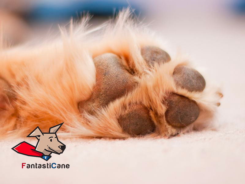 Cuscinetti cane screpolati e secchi: cause e cure