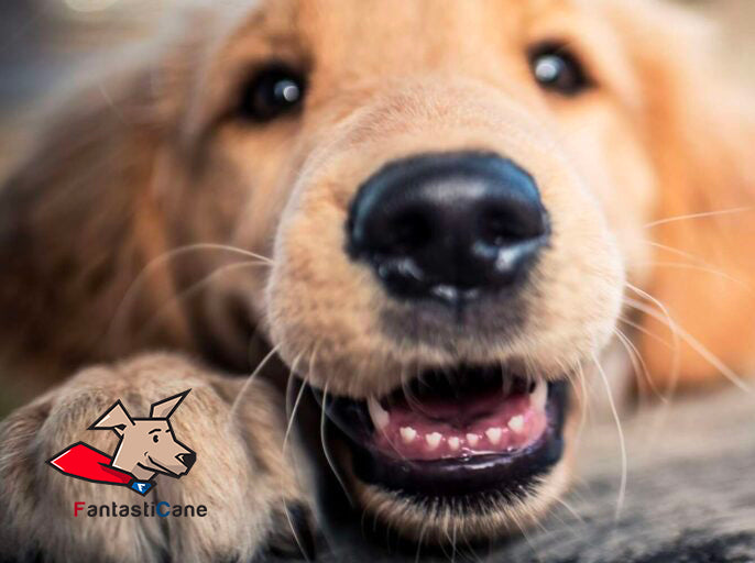 La dentatura del cane da cucciolo e da adulto