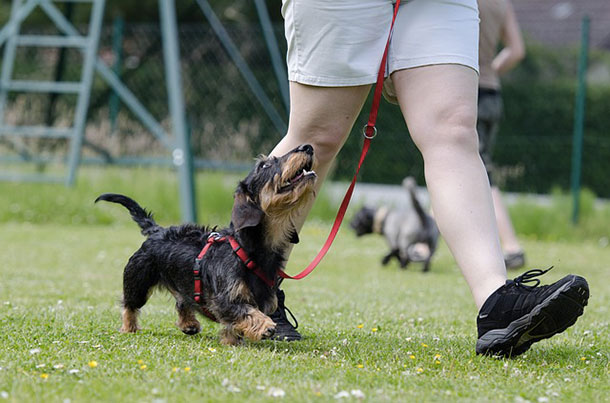 I 10 Miti più diffusi sull’educazione e l’addestramento del cane