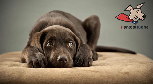 3 errori che forse stai commettendo nell’educazione del tuo cane