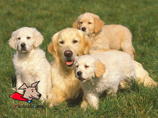 Fino a che età cresce un cane