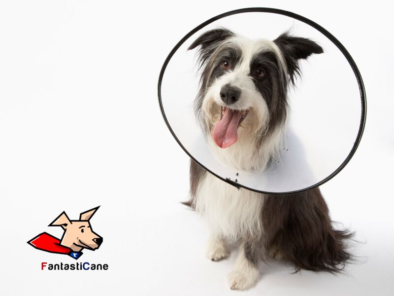 Il cane può dormire con il collare elisabettiano?