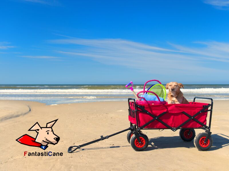 In vacanza con il cane: tutto ciò che c’è da sapere per delle vacanze assieme