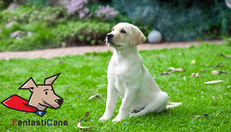 L’isolamento sociale del cane: un problema da conoscere