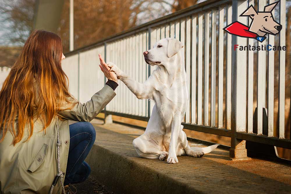 Labrador Retriever – è il cane giusto per te? Temperamento e caratteristiche