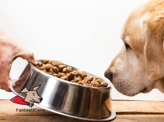 Quante volte al giorno deve mangiare un cane?