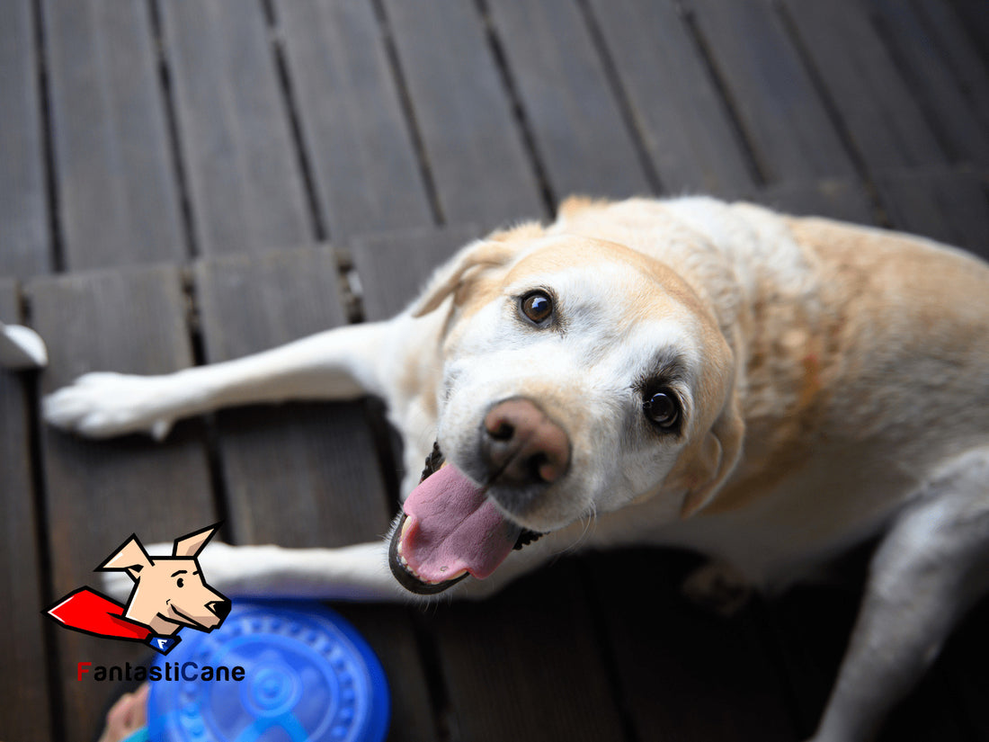 Come si calcola l’età del cane e a quanti anni umani corrisponde