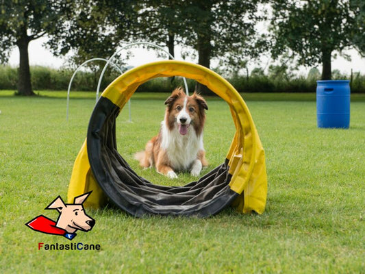 Sport con il cane: i 13 migliori sport da praticare con il nostro cane