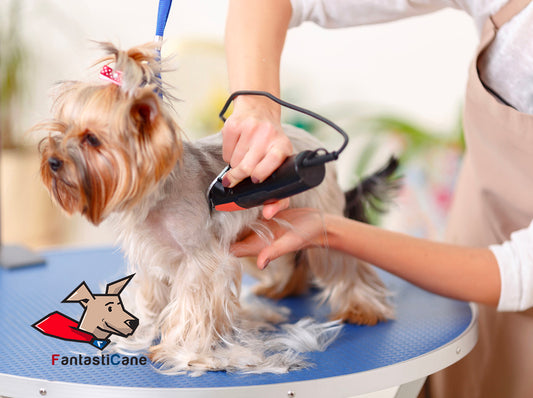 Tosatura del cane: pratica da evitare?