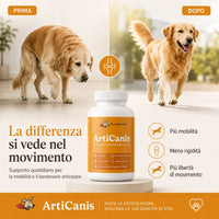 Articanis - 5