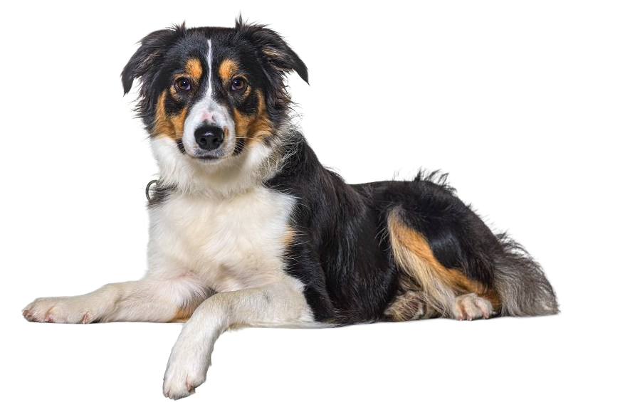 Cane disteso e rilassato