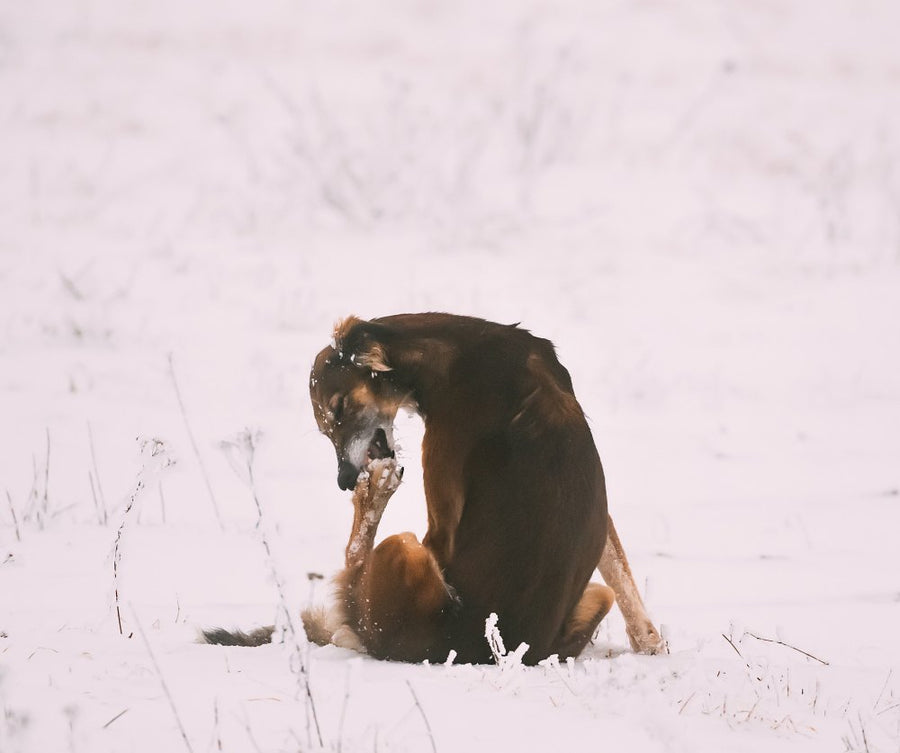 Cane che si lecca le zampe in modo eccessivo