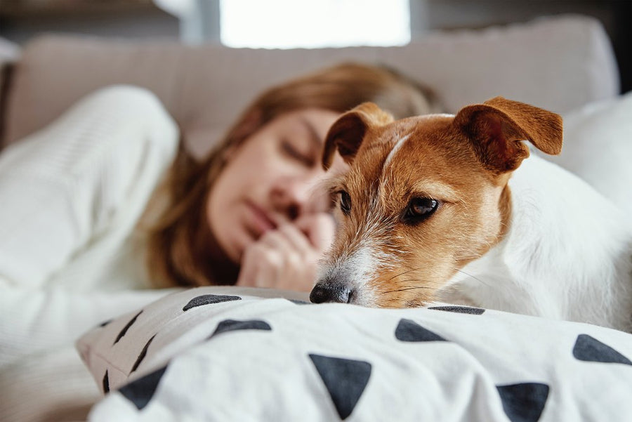 Cane irrequieto che fatica a dormire