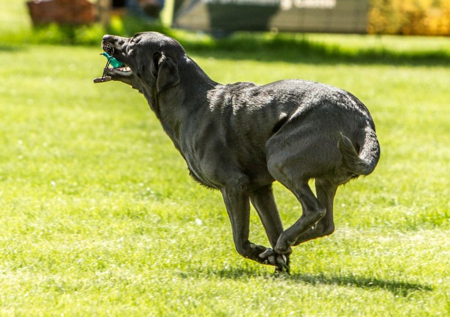 Cane che inarca la schiena per il dolore