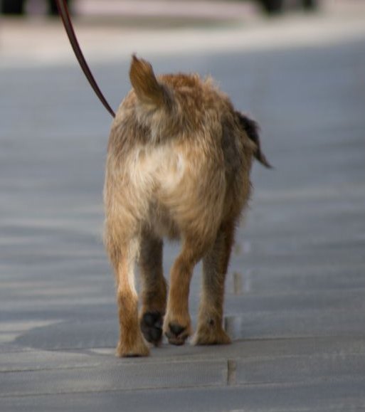 Cane che cammina con passi brevi per scaricare il peso