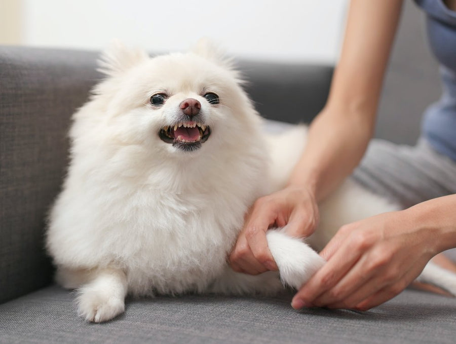 Cane che evita di farsi toccare