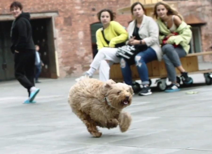 Cane che corre a coniglio con le zampe unite