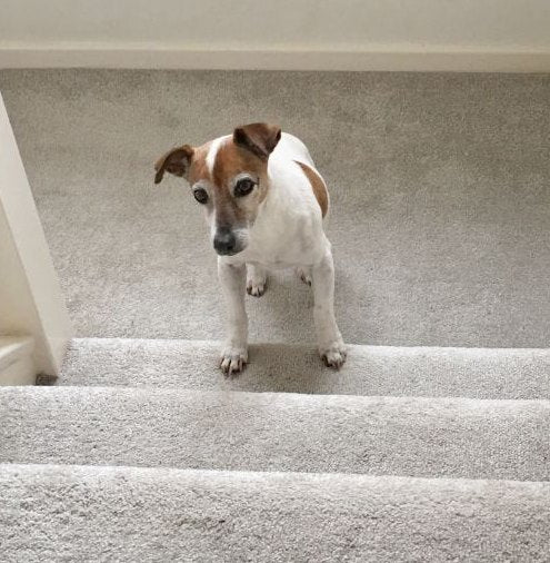 Cane che non salta piu come prima