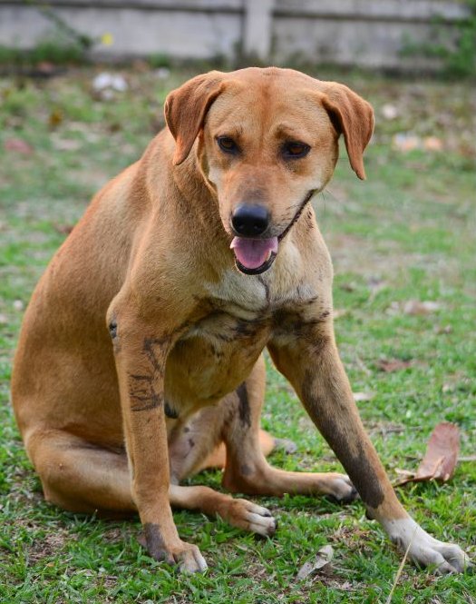 Cane che si siede dopo una breve attivita