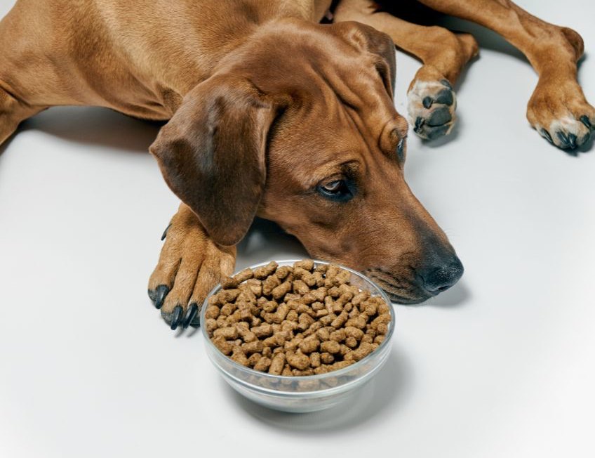 Cane con abitudini cambiate di sonno e cibo