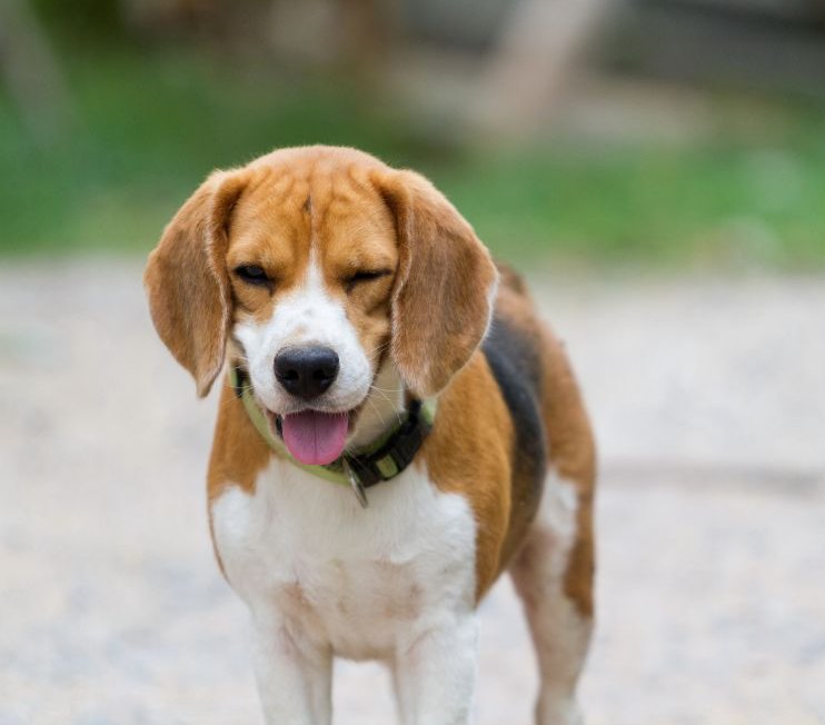 Cucciolo che si stanca troppo facilmente