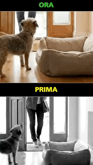 Cane che si rilassa con CalmiCollar